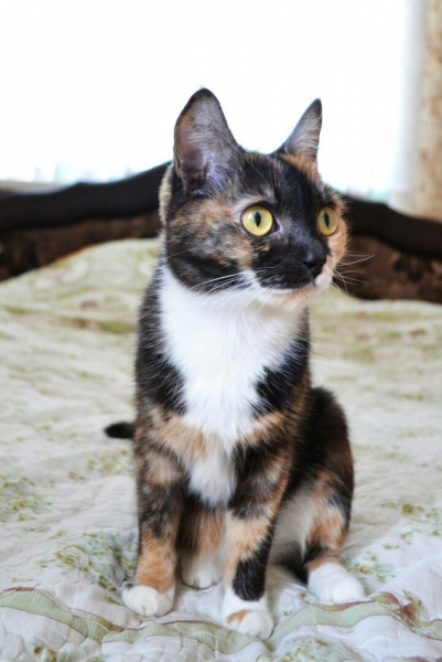 Кошки в нашей жизни. Кошки и все, что с ними связано.