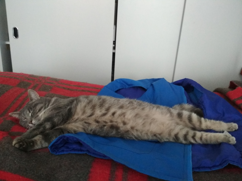 Кошки в нашей жизни. Кошки и все, что с ними связано.