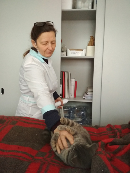 Кошки в нашей жизни. Кошки и все, что с ними связано.