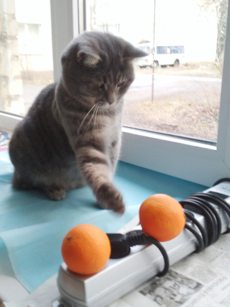 Кошки в нашей жизни. Кошки и все, что с ними связано.