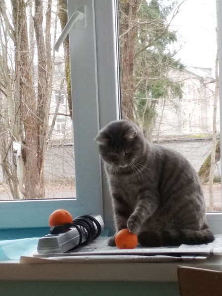 Кошки в нашей жизни. Кошки и все, что с ними связано.