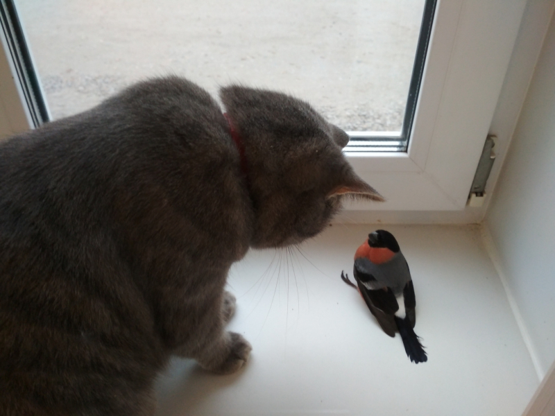 Кошки в нашей жизни. Кошки и все, что с ними связано.