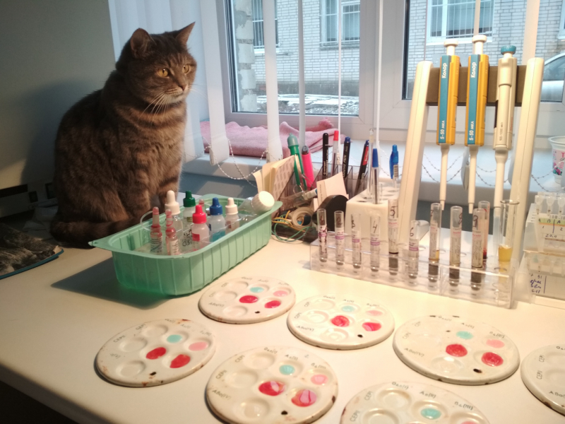 Кошки в нашей жизни. Кошки и все, что с ними связано.