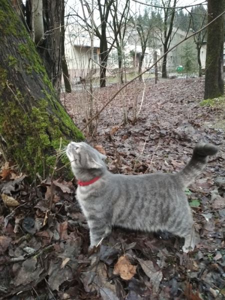 Кошки в нашей жизни. Кошки и все, что с ними связано.