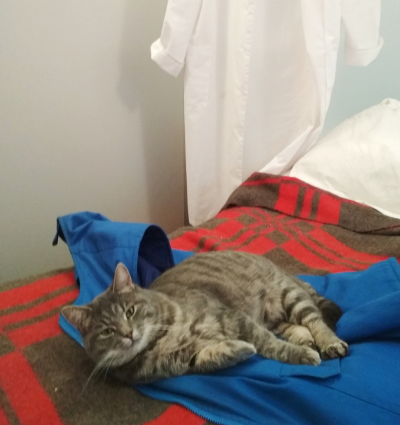 Кошки в нашей жизни. Кошки и все, что с ними связано.