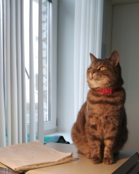 Кошки в нашей жизни. Кошки и все, что с ними связано.