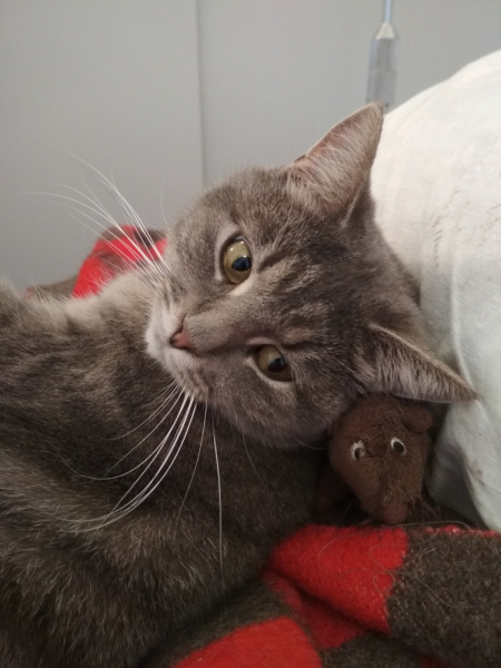 Кошки в нашей жизни. Кошки и все, что с ними связано.