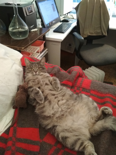 Кошки в нашей жизни. Кошки и все, что с ними связано.