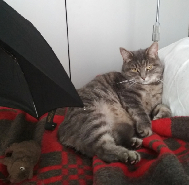 Кошки в нашей жизни. Кошки и все, что с ними связано.