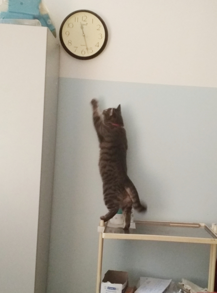 Кошки в нашей жизни. Кошки и все, что с ними связано.