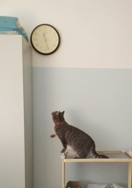 Кошки в нашей жизни. Кошки и все, что с ними связано.