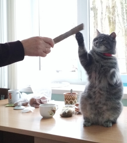 Кошки в нашей жизни. Кошки и все, что с ними связано.