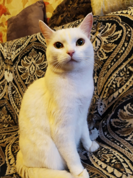 Кошки в нашей жизни. Кошки и все, что с ними связано.