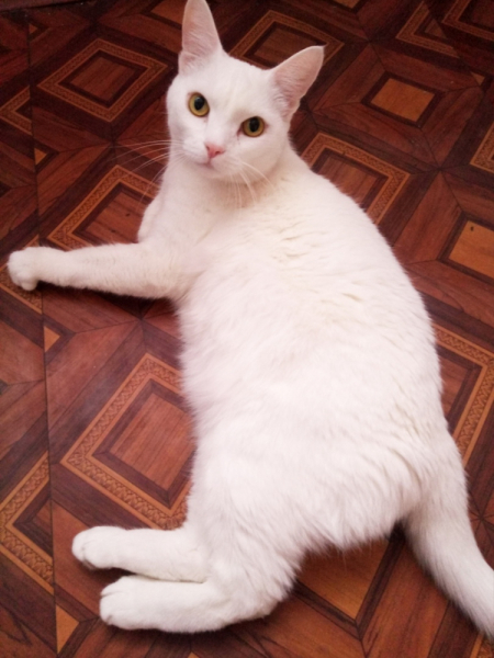 Кошки в нашей жизни. Кошки и все, что с ними связано.