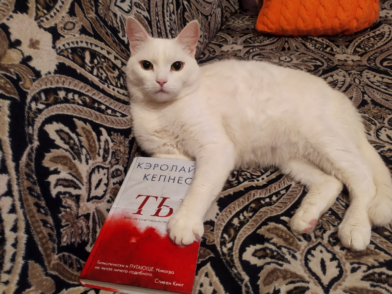 Кошки в нашей жизни. Кошки и все, что с ними связано.