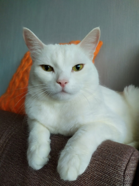 Кошки в нашей жизни. Кошки и все, что с ними связано.