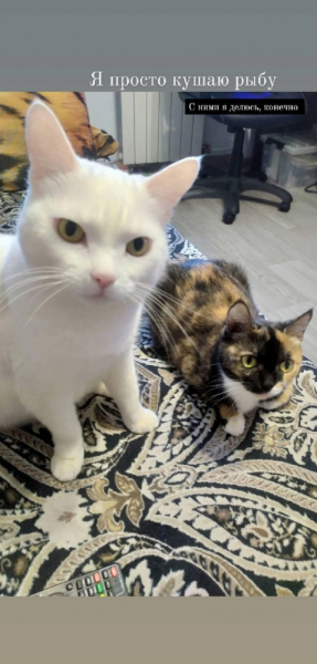 Кошки в нашей жизни. Кошки и все, что с ними связано.