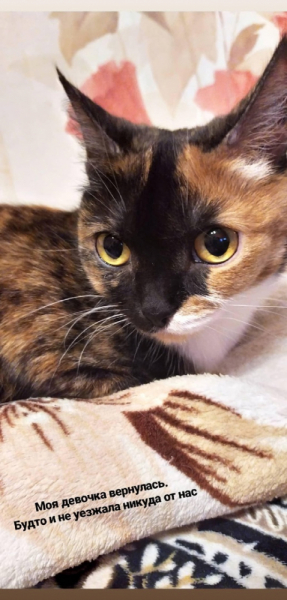 Кошки в нашей жизни. Кошки и все, что с ними связано.