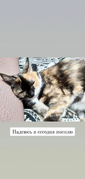 Кошки в нашей жизни. Кошки и все, что с ними связано.