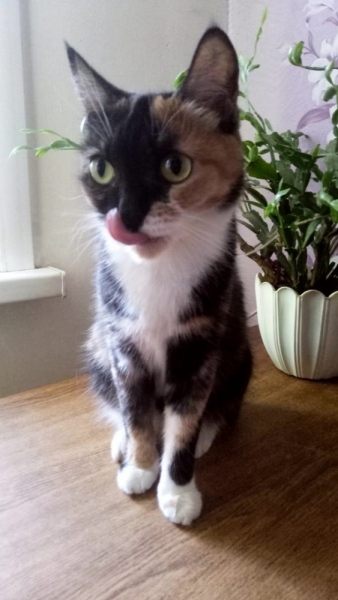 Кошки в нашей жизни. Кошки и все, что с ними связано.