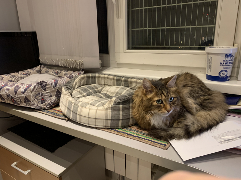 Кошки в нашей жизни. Кошки и все, что с ними связано.