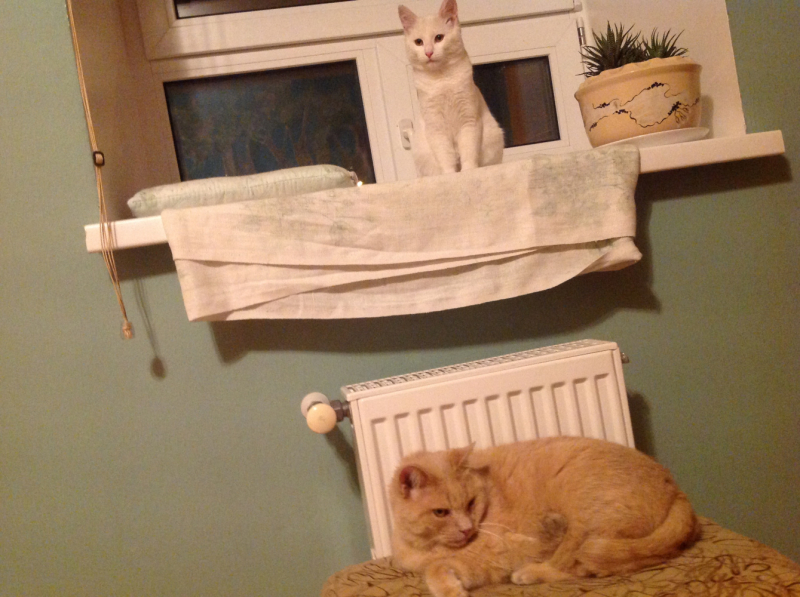 Кошки в нашей жизни. Кошки и все, что с ними связано.