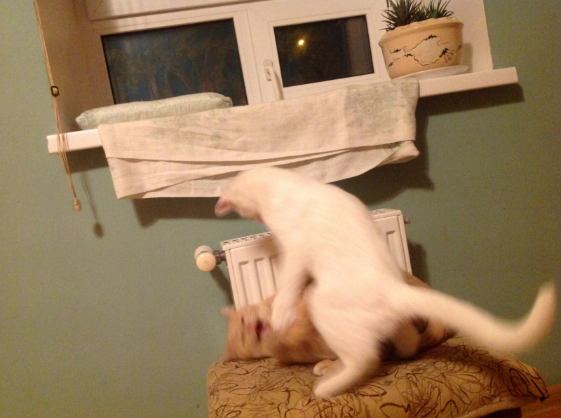 Кошки в нашей жизни. Кошки и все, что с ними связано.