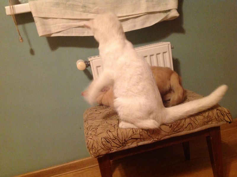 Кошки в нашей жизни. Кошки и все, что с ними связано.