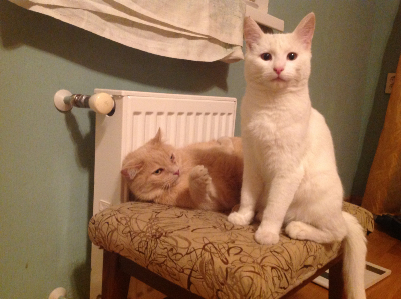 Кошки в нашей жизни. Кошки и все, что с ними связано.