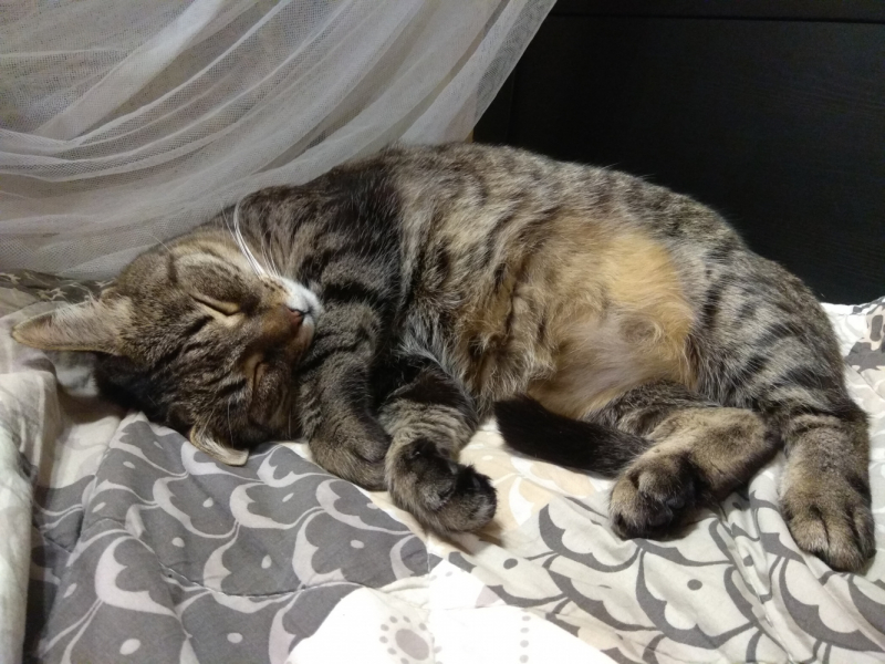 Кошки в нашей жизни. Кошки и все, что с ними связано.