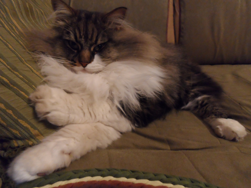 Кошки в нашей жизни. Кошки и все, что с ними связано.