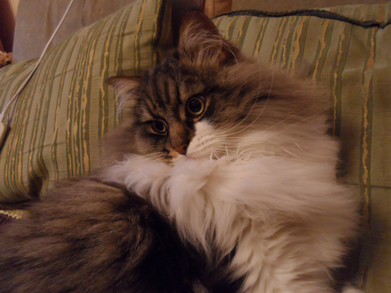 Кошки в нашей жизни. Кошки и все, что с ними связано.