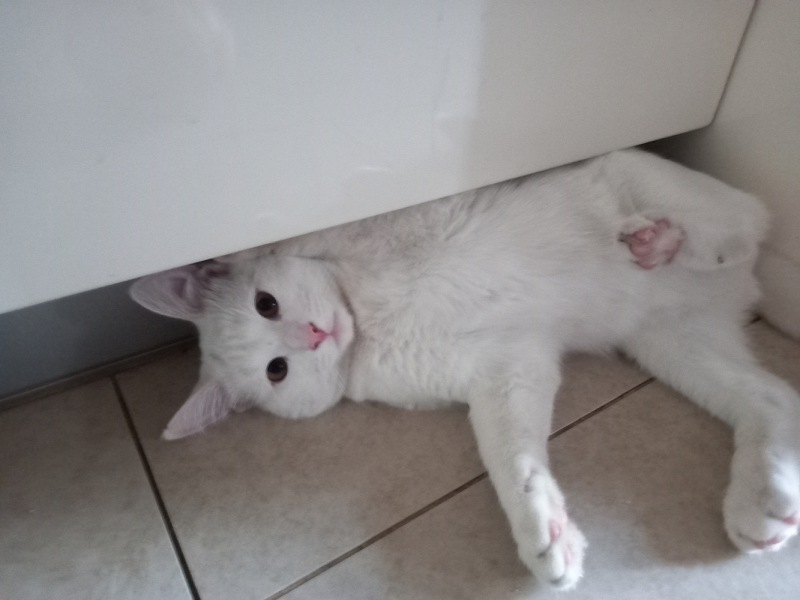 Кошки в нашей жизни. Кошки и все, что с ними связано.