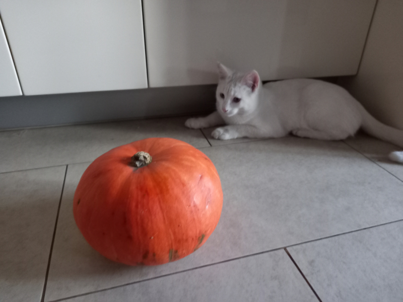 Кошки в нашей жизни. Кошки и все, что с ними связано.