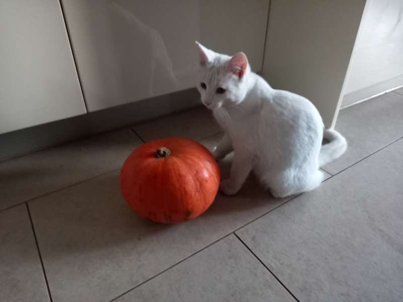 Кошки в нашей жизни. Кошки и все, что с ними связано.