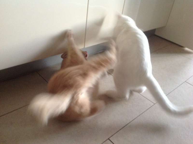 Кошки в нашей жизни. Кошки и все, что с ними связано.