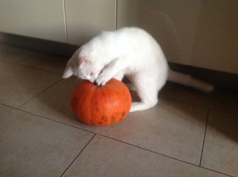 Кошки в нашей жизни. Кошки и все, что с ними связано.