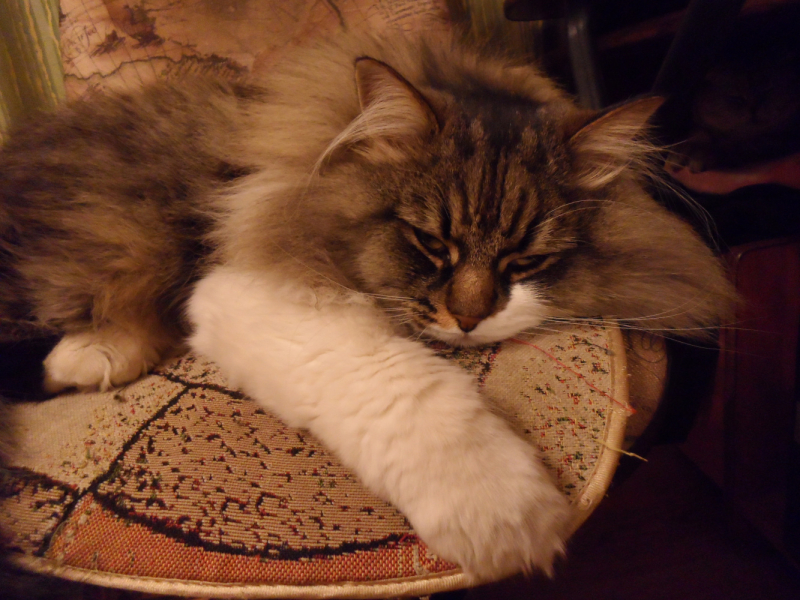 Кошки в нашей жизни. Кошки и все, что с ними связано.