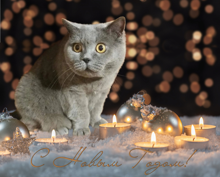 Кошки в нашей жизни. Кошки и все, что с ними связано.