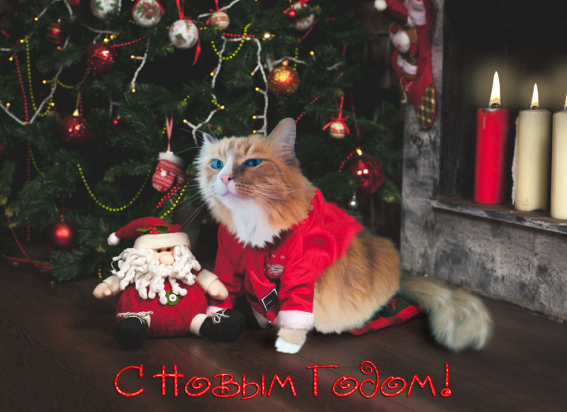 Кошки в нашей жизни. Кошки и все, что с ними связано.