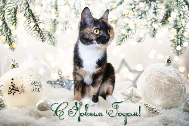 Кошки в нашей жизни. Кошки и все, что с ними связано.