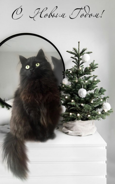 Кошки в нашей жизни. Кошки и все, что с ними связано.