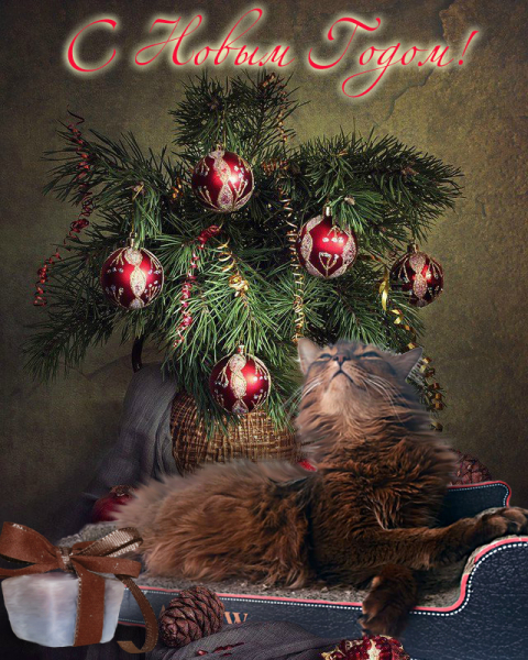 Кошки в нашей жизни. Кошки и все, что с ними связано.