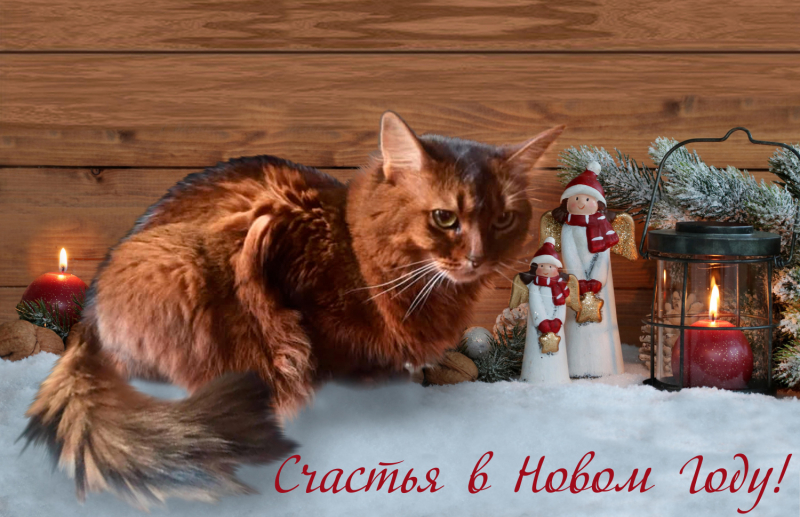 Кошки в нашей жизни. Кошки и все, что с ними связано.