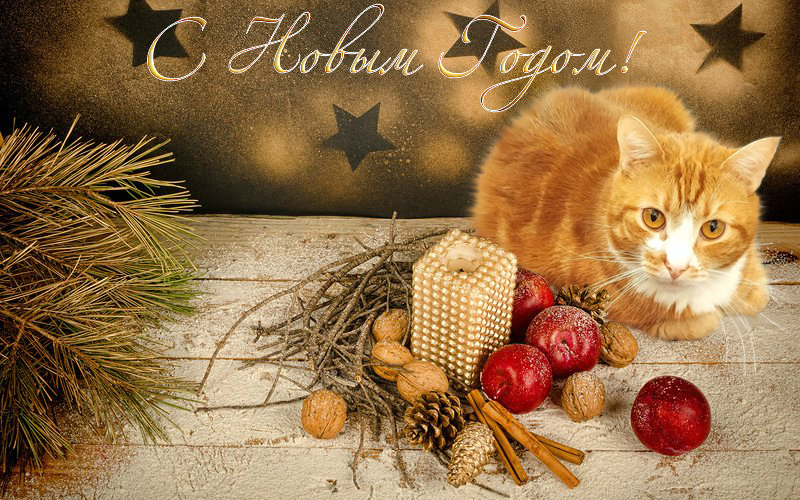 Кошки в нашей жизни. Кошки и все, что с ними связано.