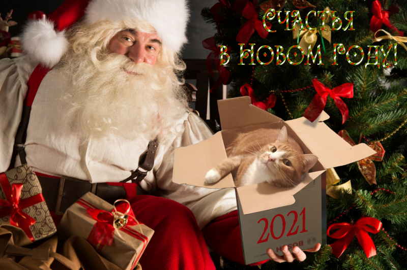 Кошки в нашей жизни. Кошки и все, что с ними связано.