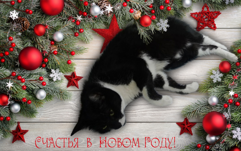 Кошки в нашей жизни. Кошки и все, что с ними связано.