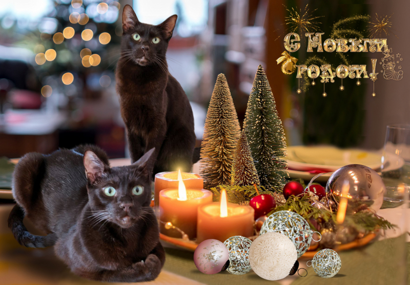 Кошки в нашей жизни. Кошки и все, что с ними связано.