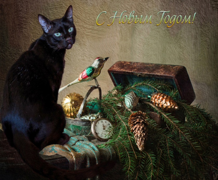 Кошки в нашей жизни. Кошки и все, что с ними связано.