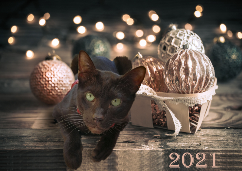 Кошки в нашей жизни. Кошки и все, что с ними связано.